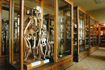 Hrdlikovo muzeum lovka PF UK Praha